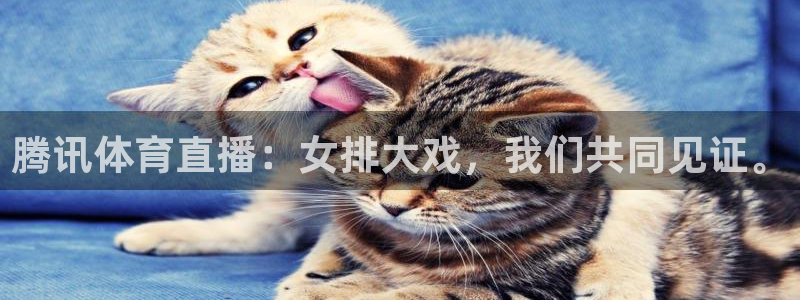 腾讯体育直播：女排大戏，我们共同见证。