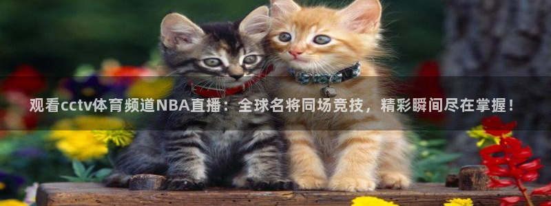 观看cctv体育频道NBA直播：全球名将同场竞技，精彩瞬间尽在掌握！