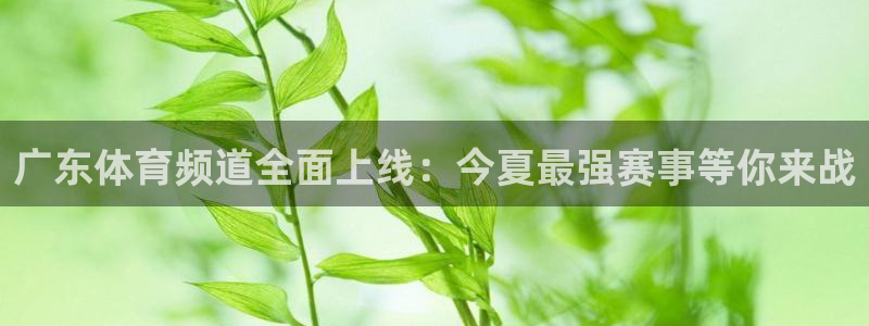 广东体育频道全面上线：今夏最强赛事等你来战