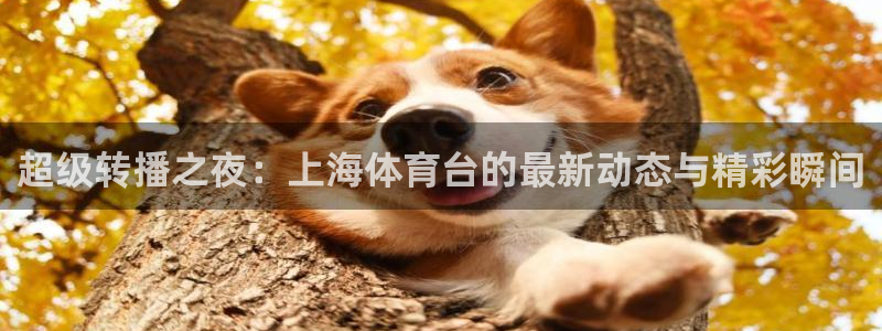 超级转播之夜：上海体育台的最新动态与精彩瞬间